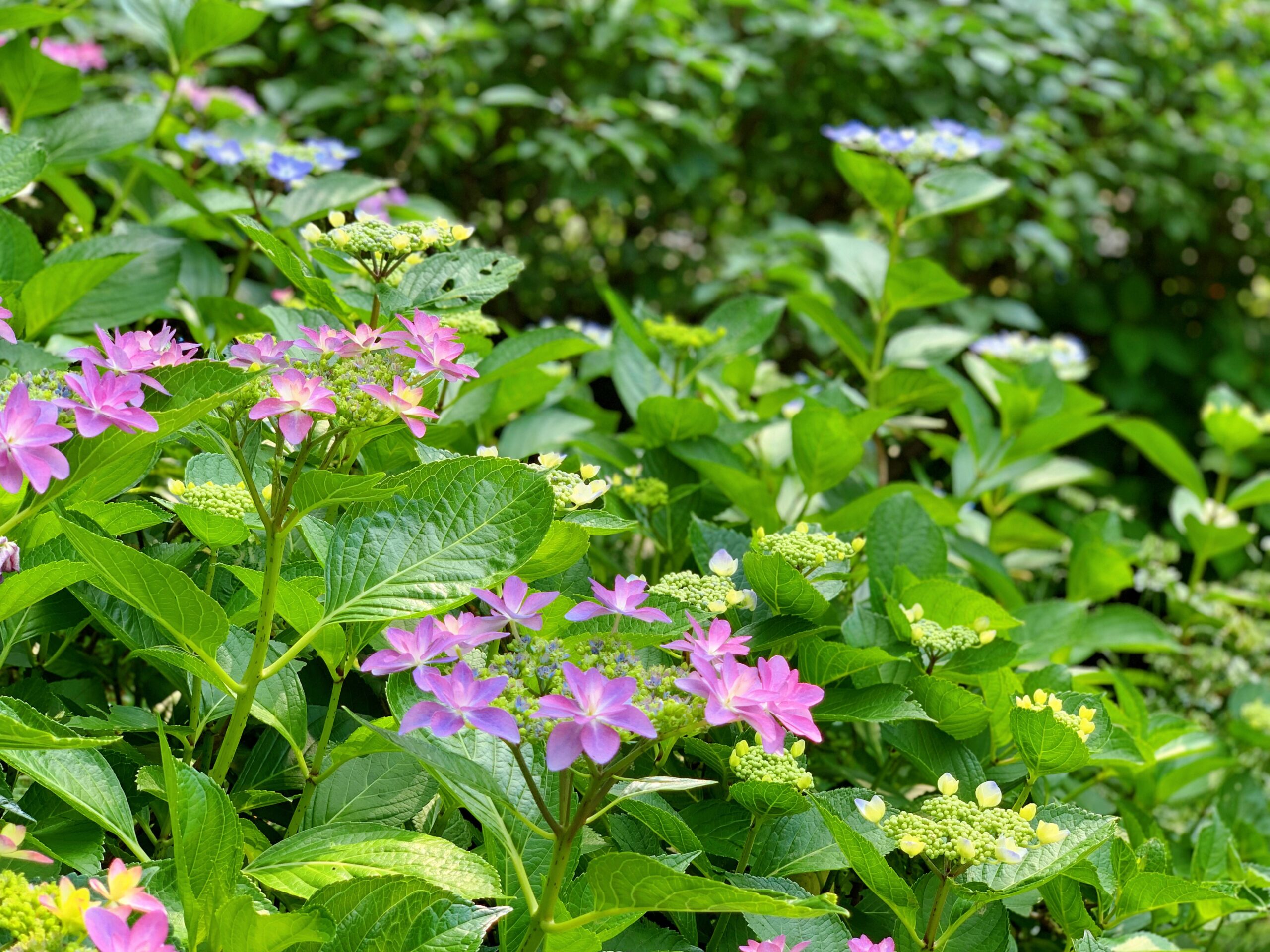 境内の紫陽花（あじさい）が見頃となっております。