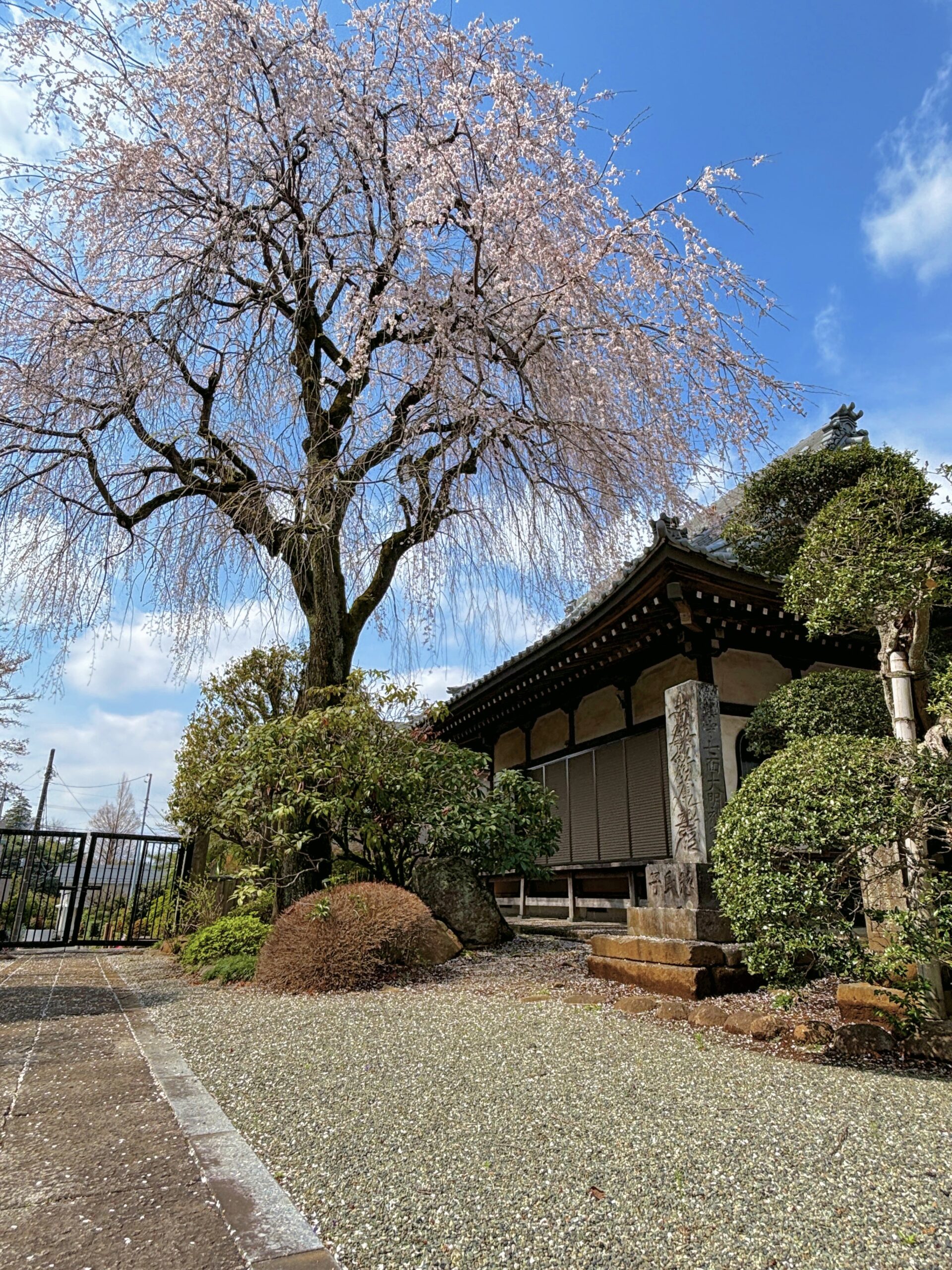桜が咲き始めました。