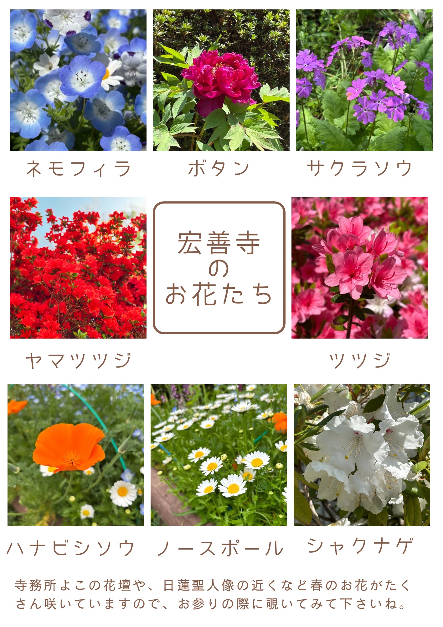 春のお花紹介