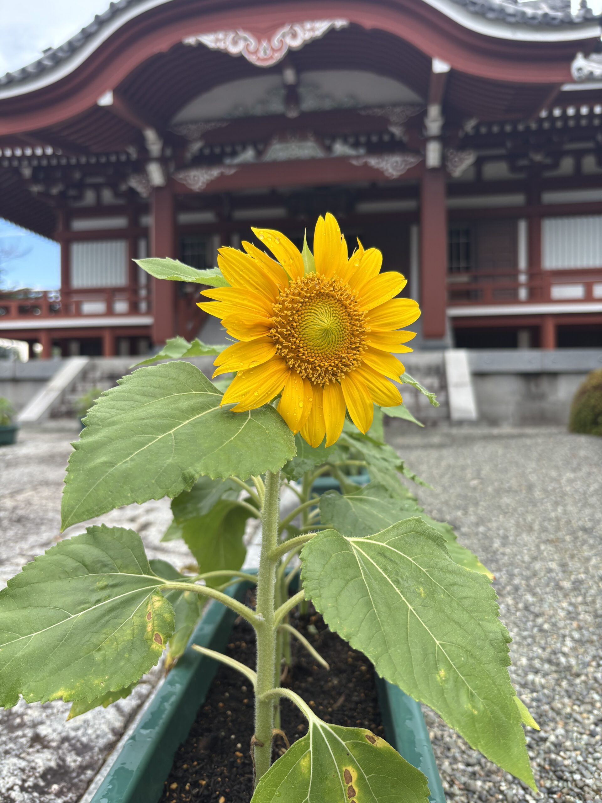 今年もひまわりの季節がやってきました。