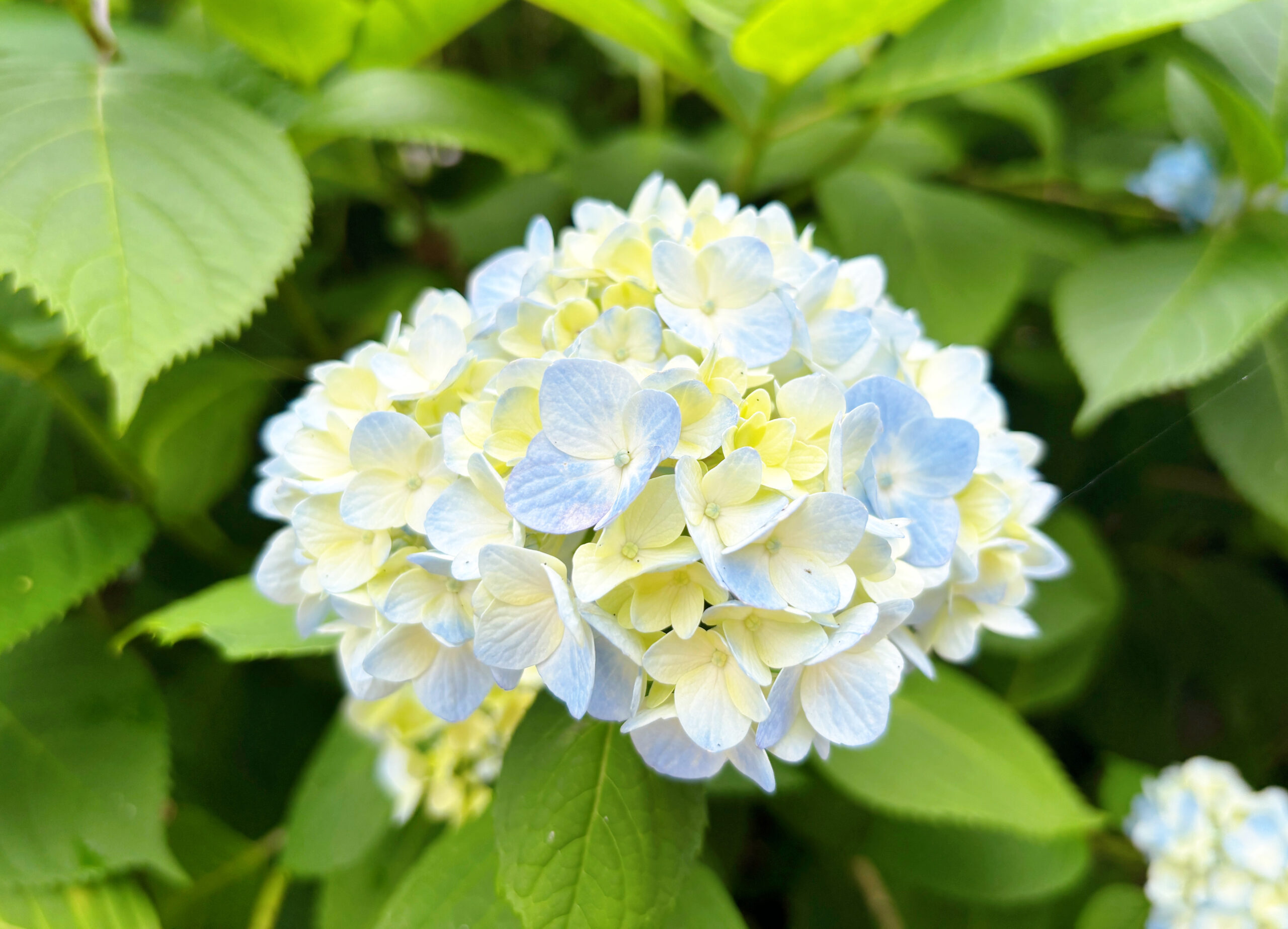 紫陽花が色付き始めてまいりました。