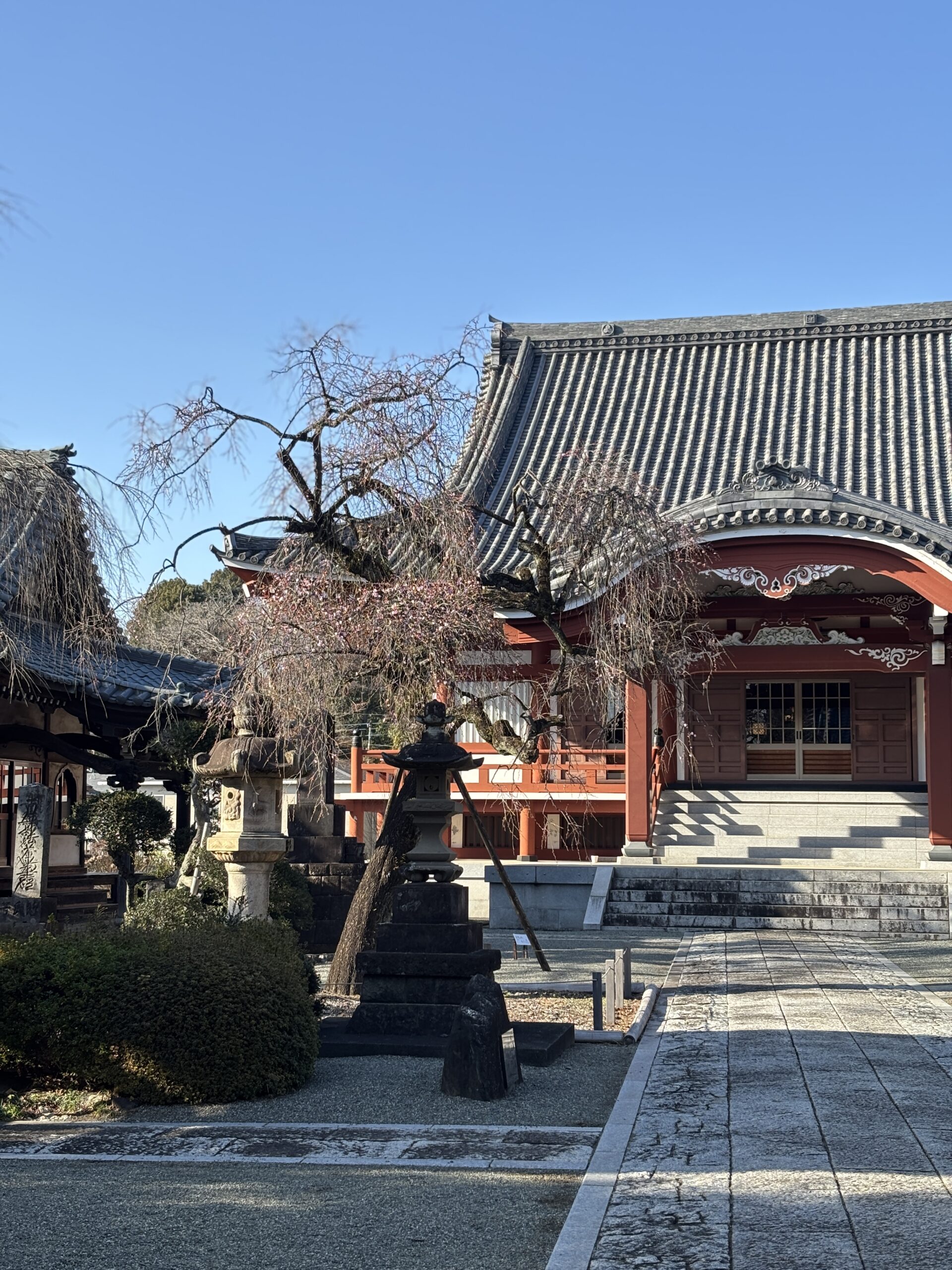 梅が咲き始めました。