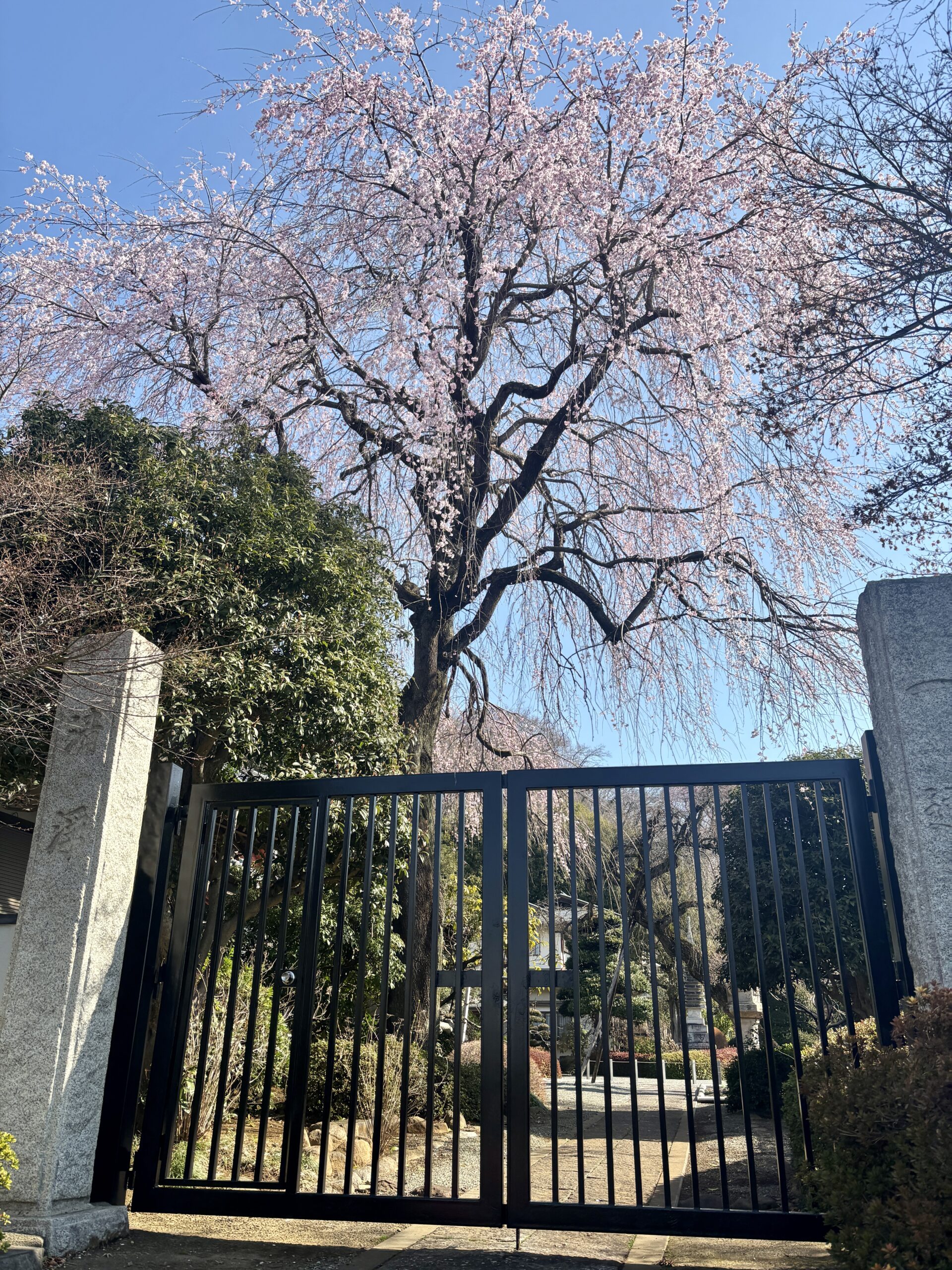桜が咲き始めました。