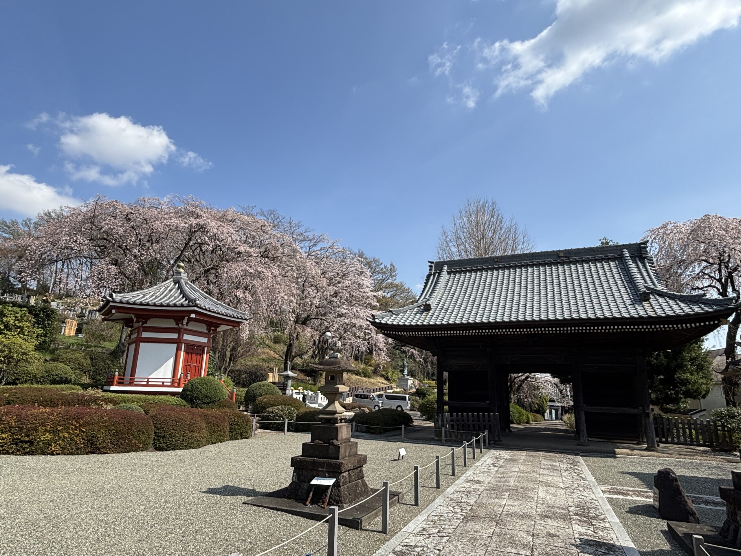 桜の様子